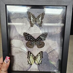 Framed Butterfly Display